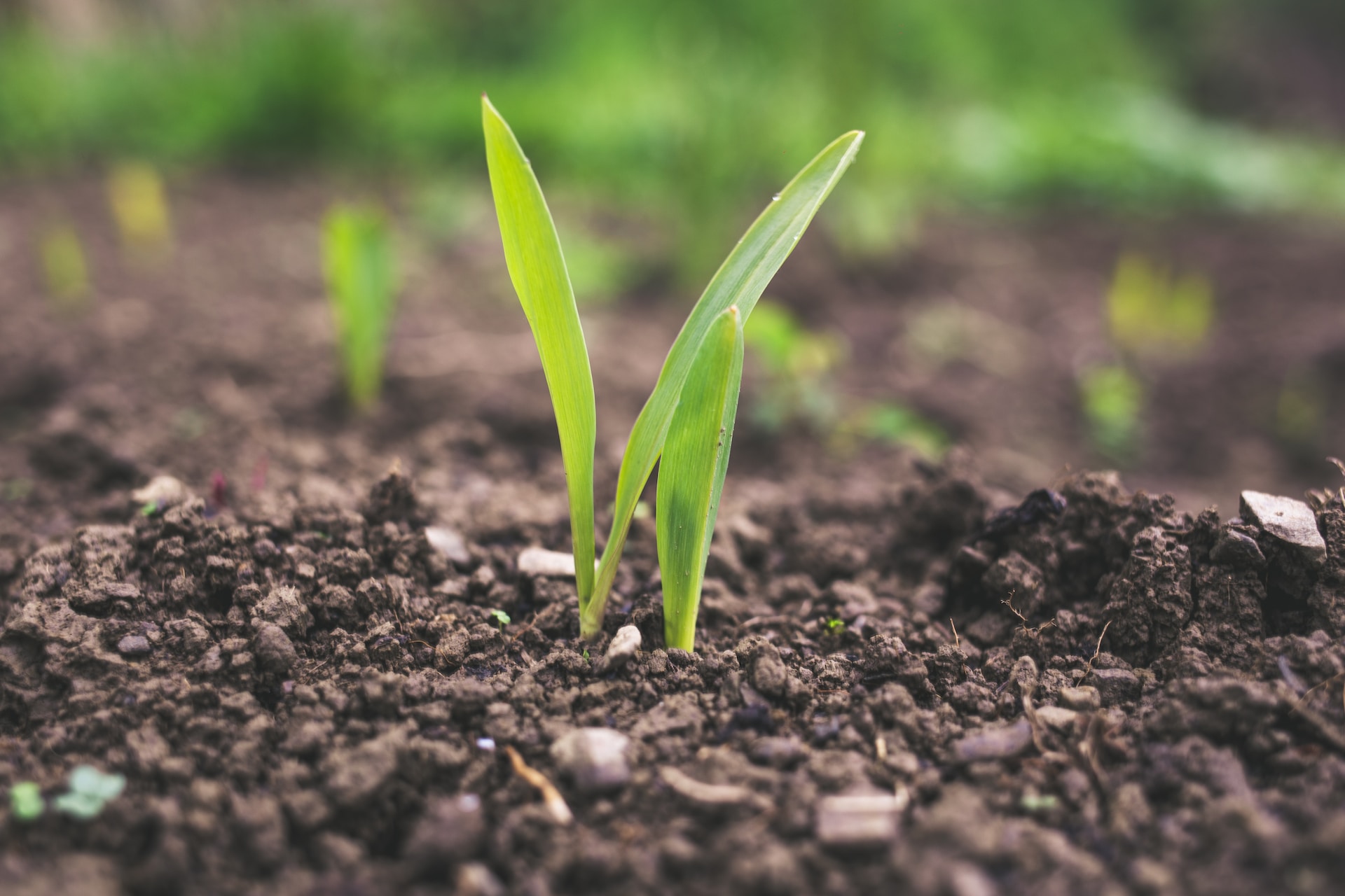 agriculture
